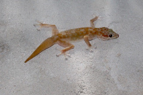 Gecko
